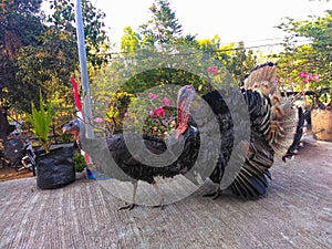 View turkey walks in front of flowering plants in the zoo