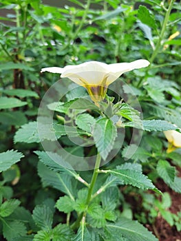 View of Turneraceae flowers in a minimalist flower garden