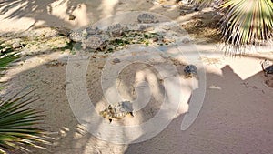 View of turtles walking on the sand, big and small turtles feeding, tunisia