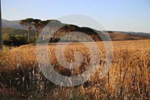 View of the Tuscan countryside