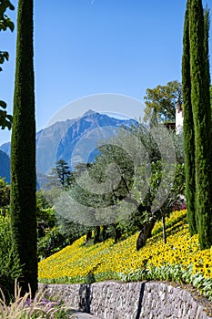 View through Tuscan cypress trees to a hillside full of sunflowers between olive trees, mountains, Trauttmansdorff Castle, Mernao