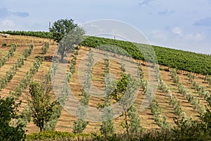 View of tuscan fields and hills in Maremma region in Italy