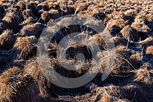 View of tussock field with hillocks in autumn