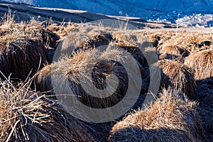 View of tussock field with hillocks in autumn