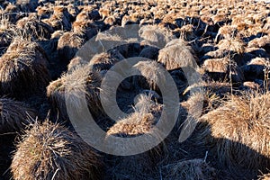 View of tussock field with hillocks in autumn