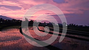 View of the twilight rice fields