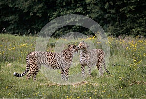 View of two African cheetahs licking each other in the wild meadow before the trees