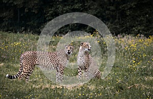 View of two African Cheetahs sitting and roaring in the wild meadow