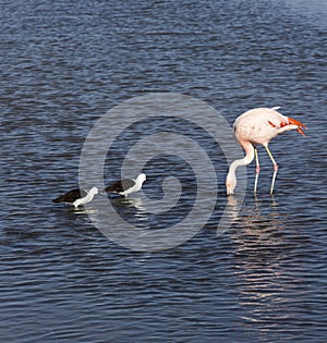 View of two avocets and a flamingo