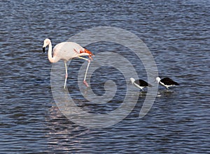 View of two avocets and a flamingo