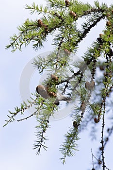 View of a two-barred crossbill