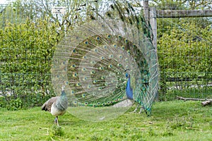 View of two blue and green Pavo birds, one with an open blue patterned tail on the grass