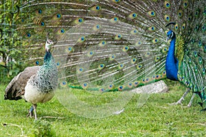 View of two blue and green Pavo birds, one with an open blue patterned tail on the grass