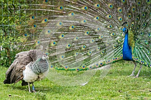 View of two blue and green Pavo birds, one with an open blue patterned tail on the grass