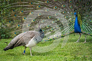 View of two blue and green Pavo birds, one with an open blue patterned tail on the grass