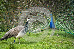 View of two blue and green Pavo birds, one with an open blue patterned tail on the grass