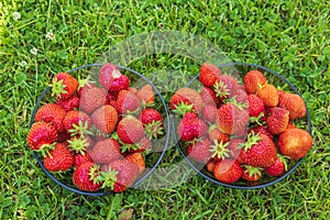 View of two bowls with strawberries isolated on green lawn