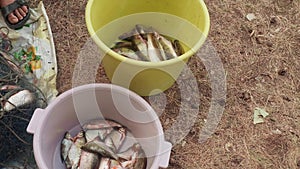 View of two buckets with fish caught during fishing. Man`s hands unravel fish from fishing net and put them into bucket.