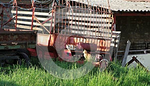 View on two cats sitting on old trailers in a rural scene by daylight