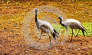 View of two demoiselle crane, Anthropoides virgo, the smallest species in the crane family, Gruidae