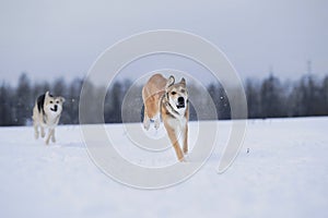 View at two dogs playing and running to each other in a meadow