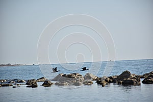 View of two ducks in flight grazing the sea and rocks