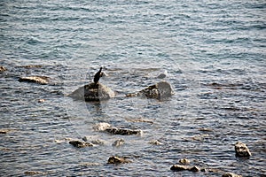 View of two ducks in the sea and rocks