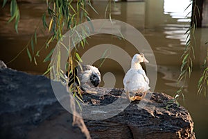 View of two ducks on the shore of a small pond