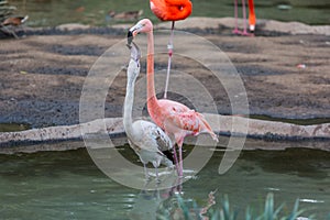 View of two flamingos kissing each other and standing in the water
