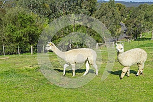 View of two fluffy alpacas in a farm
