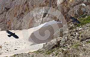 View of two flying choughs