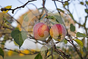 View of two fresh ripe apples on a tree in the garden