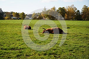 View of two highland cows laying on the grass in the middle of the field on a sunny day