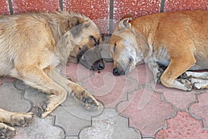 View of two homeless dogs lying head-by-head on pavement