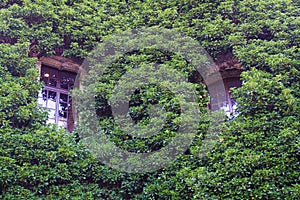 View on two isolated windows of building facade completely overgrown by green climbing plants