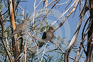 View of two Mourning doves perched on a tree branch in the Malheur National Wildlife Refuge. photo