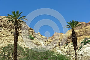 View between two palm trees to two high mountains, with green bushes in between.