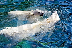 View of two polar bears, cub with its mother, while swimming