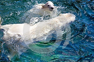View of two polar bears while swimming