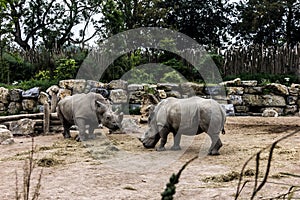 View of two rhinos at the zoo