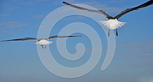 The view of two seabirds
