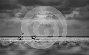 Shelducks at the beach