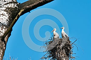 View of two storks in nest on high tree among branches. In the forest, under a clear blue sky