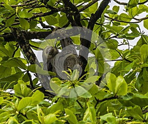 A view of a Two Toed Sloth sheltering from the rain beside the Tortuguero River in Costa Rica