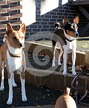 View on a two tone and tri color basenji on stairs at a late summer day in meppen emsland germany