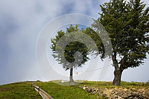 View of two trees at the top of a mountain