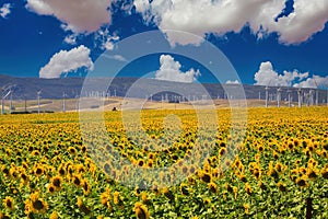 View on typical andalusian spanish rural landscape with yellow sunflower field, wind turbines, mountains against blue summer sky