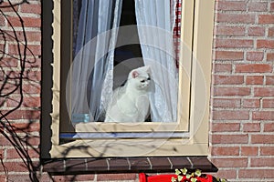 View on typical dutch red brick wall house window with white cat sitting between curtains - Netherlands