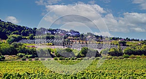 View on typical landscape provencal valley with vines, lavender plants after harvest, mediterranean cypress trees of vineyard in