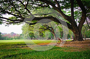 View under big tree with bicycle in Public Park, Vignette style